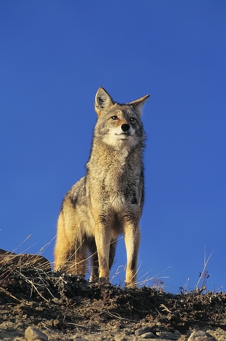 coyote  carnivore, Canis latrans  Coyote  canis latrans , Adult against Blue Sky, Montana, by G. Lacz