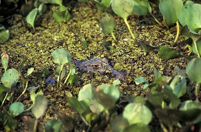 BROAD NOSED CAIMAN (caiman latirostris), ADULT CAMOUFLAGED, PANTANAL IN BRAZIL, by G. Lacz