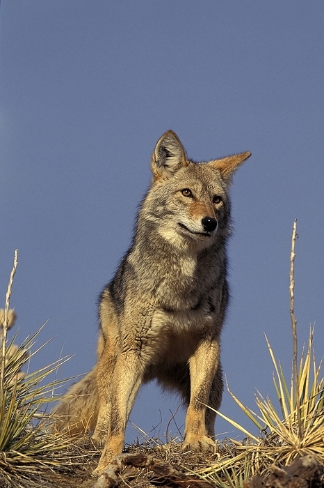 coyote  carnivore, Canis latrans  COYOTE  canis latrans , ADULT, MONTANA, by G. Lacz