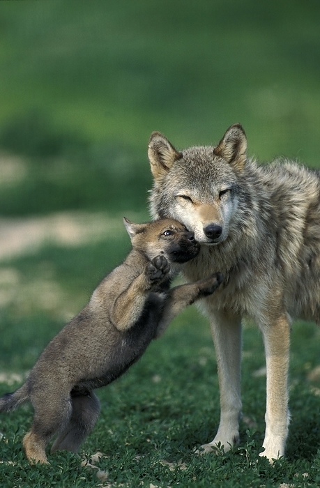 European Wolf (canis lupus), Pup playing with Female, by G. Lacz