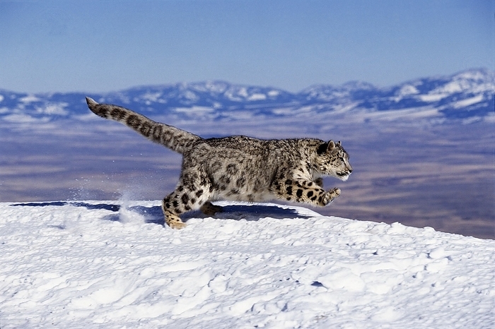 Snow Leopard or Ounce, uncia uncia, Adult running on Snow through Mountain, by G. Lacz