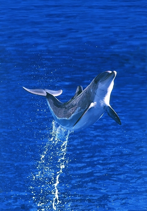 bottlenosed dolphin  Tursiops truncatus  BOTTLENOSE DOLPHIN  tursiops truncatus , ADULT LEAPING OUT OF WATER, HONDURAS, by G. Lacz