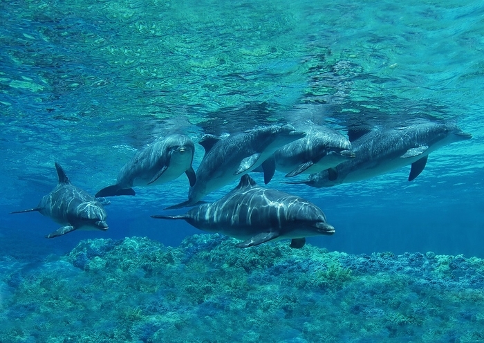 bottlenosed dolphin  Tursiops truncatus  Bottlenose Dolphin  tursiops truncatus , Group, Underwater View, by G. Lacz