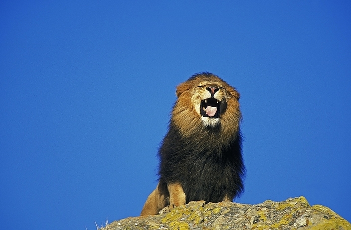 lion  Panthera leo  African Lion  panthera leo , Male Roaring on Rock against Blue Sky, by G. Lacz