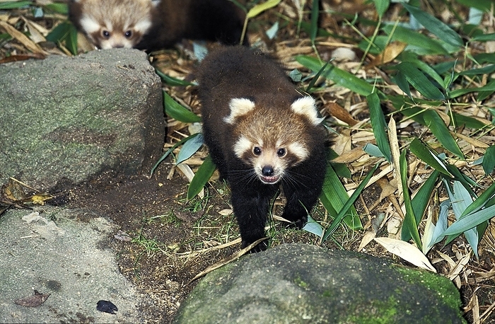 red panda  Ailurus fulgens  Red Panda  ailurus fulgens , Young standing on Bamboo Dry Leaves, by G. Lacz