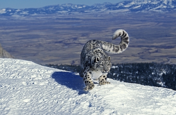 Snow Leopard or Ounce, uncia uncia, Adult standing on Snow, by G. Lacz