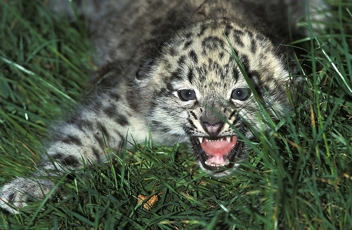 Snow Leopard or Ounce, uncia uncia, Cub snarling, Defensive Posture, by G. Lacz