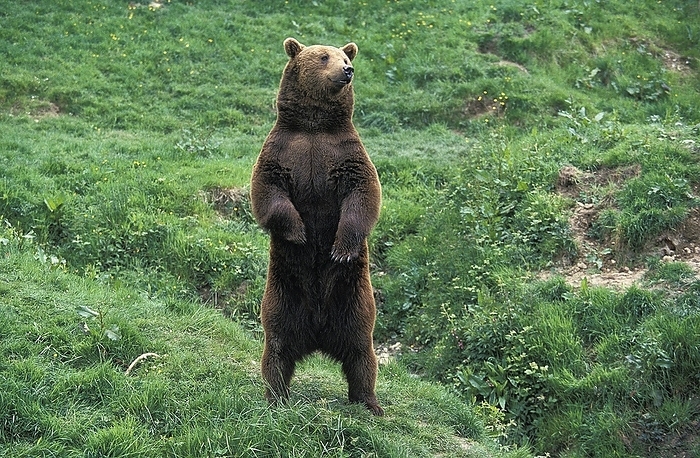 brown bear  Ursus arctos  Brown Bear  ursus arctos , Adult looking around, Standing on Hind Legs, by G. Lacz