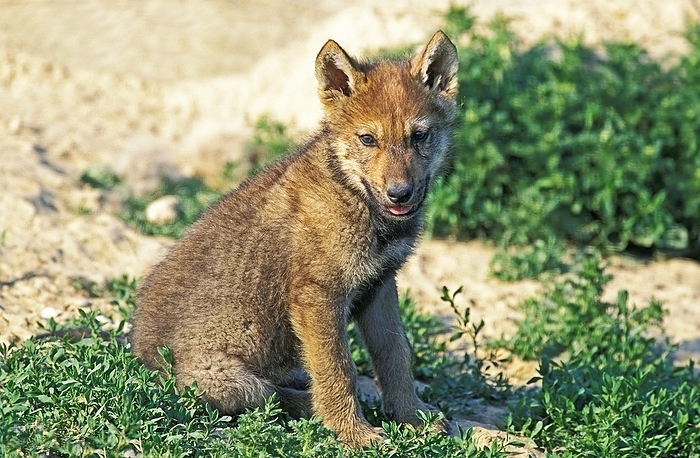 European Wolf (canis lupus), Pup sitting, by G. Lacz