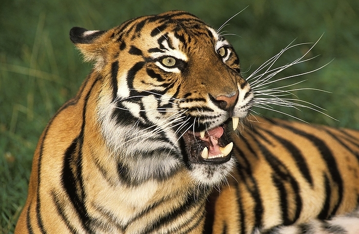 tiger  Panthera tigris  Sumatran Tiger  panthera tigris sumatrae , Portrait of Adult snarling, by G. Lacz