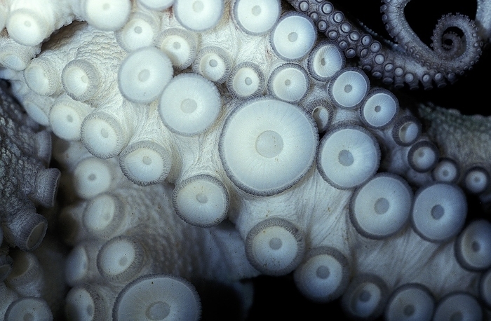 Octopus, Close-up of Tentacles, by G. Lacz