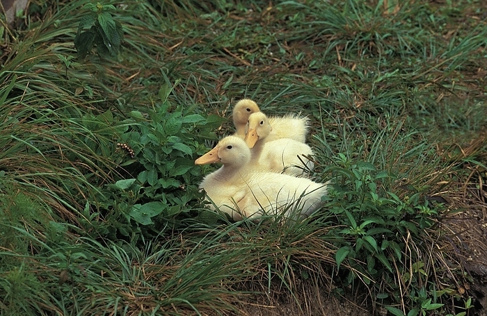 Domestic White Goose, Goslings standing on Grass, by G. Lacz