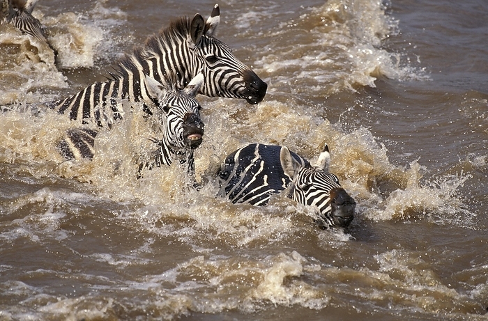 Burchell's Zebra (equus burchelli), Group crossing Mara River during Miration, Masai Mara Park in Kenya, by G. Lacz