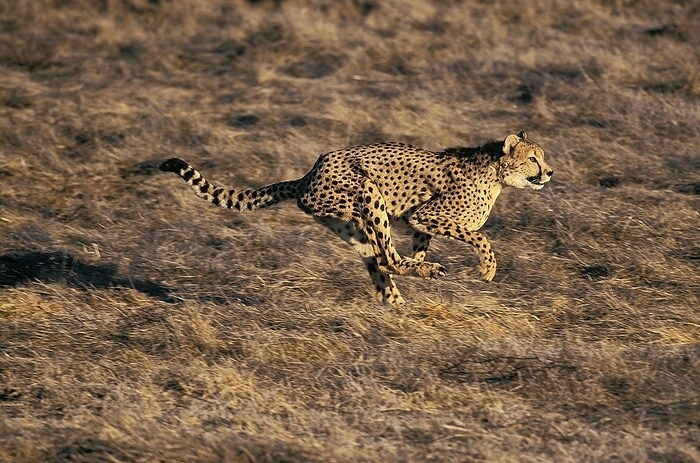 cheetah  Acinonyx jubatus  CHEETAH  acinonyx jubatus , ADULT HUNTING, MASAI MARA PARK, KENYA, by G. Lacz