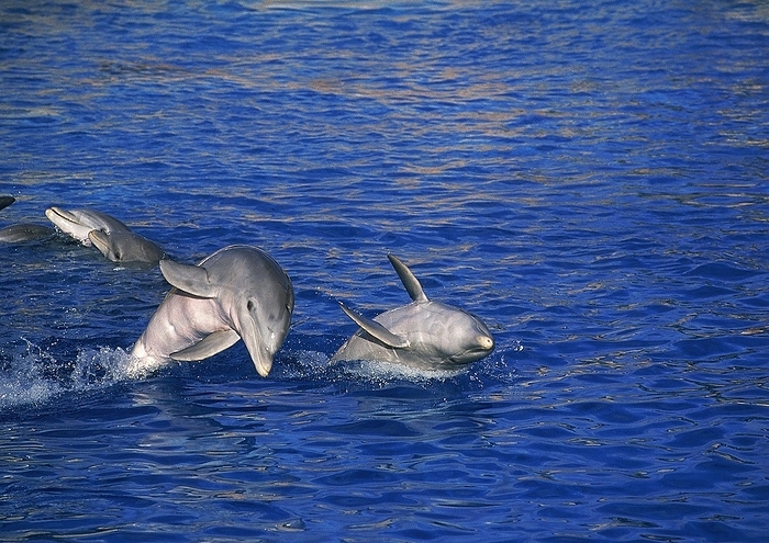 bottlenosed dolphin  Tursiops truncatus  BOTTLENOSE DOLPHIN  tursiops truncatus , ADULTS PLAYING, by G. Lacz