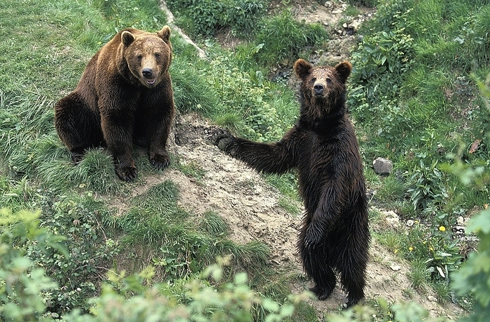 brown bear  Ursus arctos  BROWN BEAR  ursus arctos , PAIR SITTING AND STANDING ON HIND LEGS, by G. Lacz