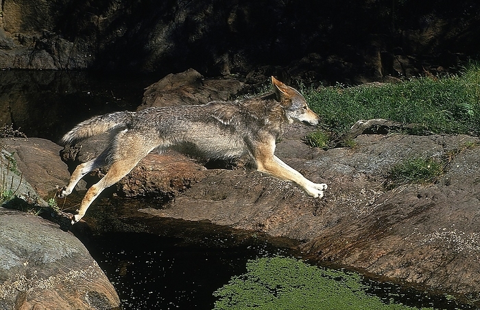 EUROPEAN WOLF (canis lupus), ADULT LEAPING OVER WATER, by G. Lacz