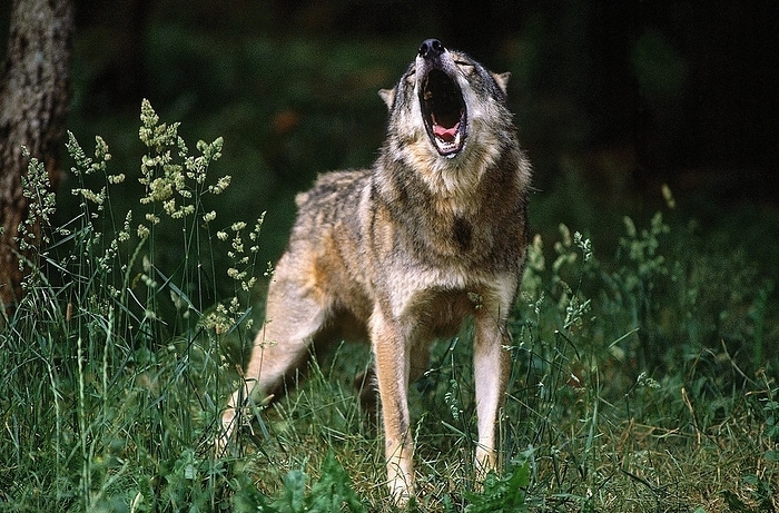 EUROPEAN WOLF (canis lupus), ADULT HOWLING, by G. Lacz
