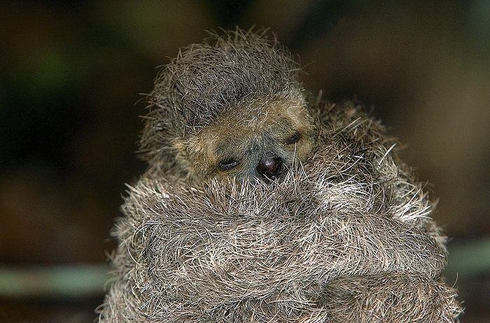 sloth  Sth. Am. tree dwelling mammal  MANED THREE TOED SLOTH  bradypus torquatus , BABY, PANTANAL IN BRAZIL, by G. Lacz