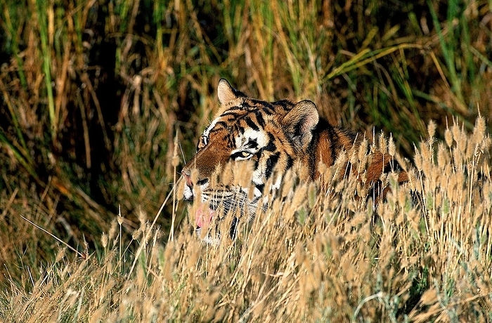 tiger  Panthera tigris  Bengal Tiger  panthera tigris tigris , Adult Camouflaged in Long Grass, by G. Lacz
