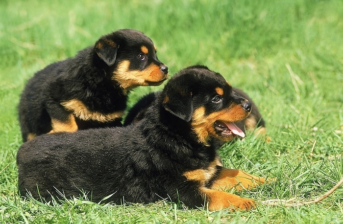 ROTTWEILER DOG, PUP LAYING DOWN ON GRASS, by G. Lacz