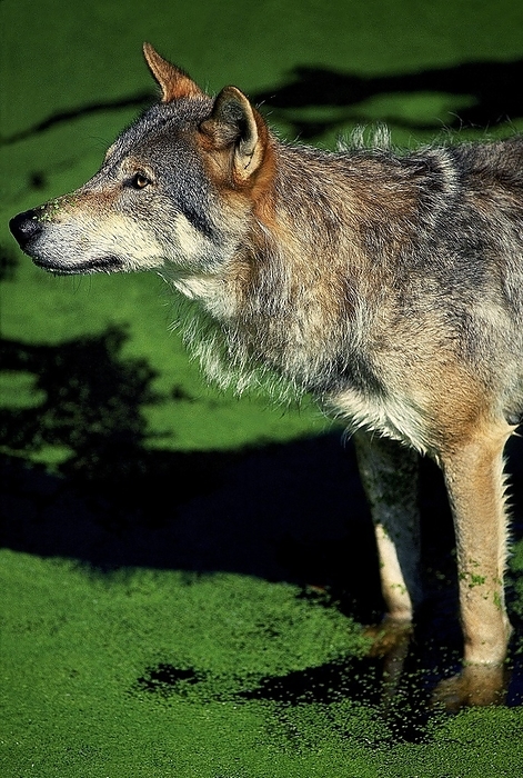 EUROPEAN WOLF (canis lupus), ADULT STANDING IN DUCKWEEDS, by G. Lacz