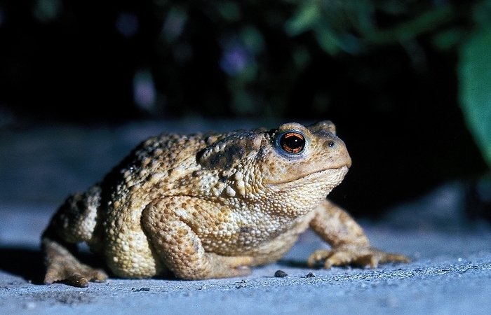 common toad  Bufo bufo  Common Toad  bufo bufo , Adult crossing Road, by G. Lacz
