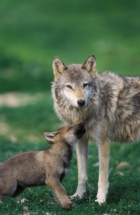 European Wolf (canis lupus), Mother with Pup, by G. Lacz