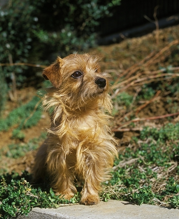 Norfolk Terrier sitting, by G. Lacz
