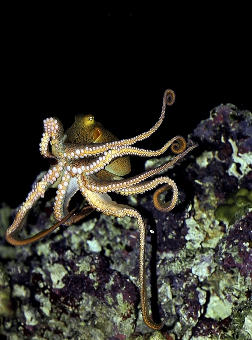 Japanese octopus  Octopus vulgaris  OCTOPUS  octopus cyanea , by G. Lacz