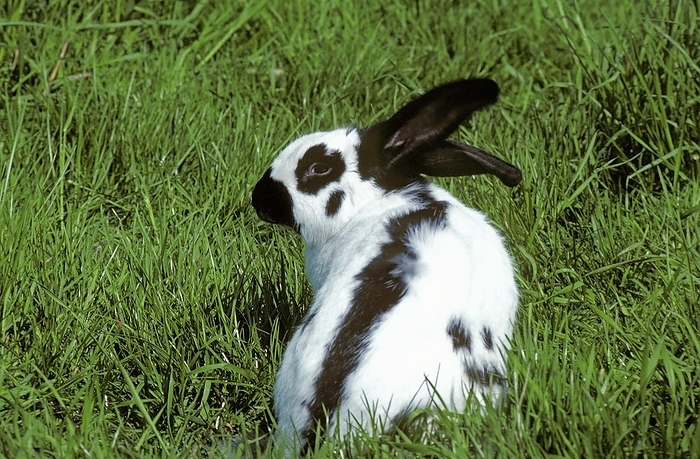 French Domestic Rabbit called Geant Papillon Francais, by G. Lacz