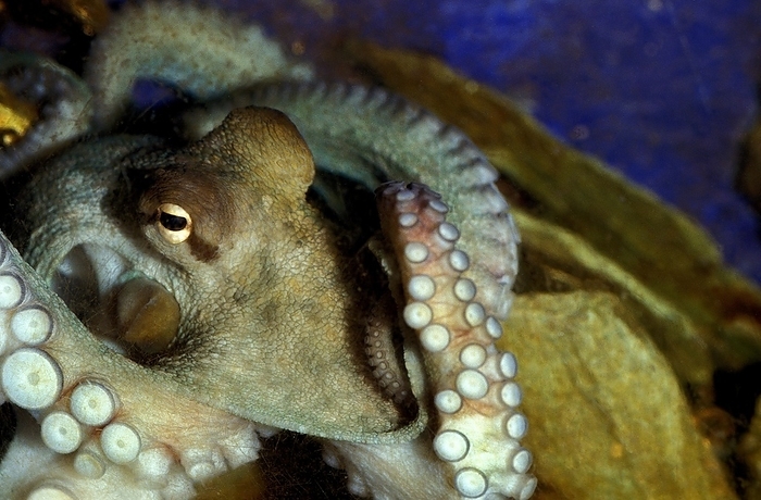 common octopus  Octopus vulgaris  COMMON OCTOPUS  octopus vulgaris , by G. Lacz