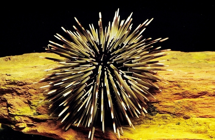 Sea Urchin, by G. Lacz