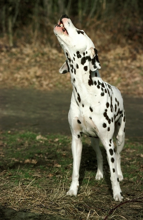 Dalmatian Dog, Adult barking, by G. Lacz