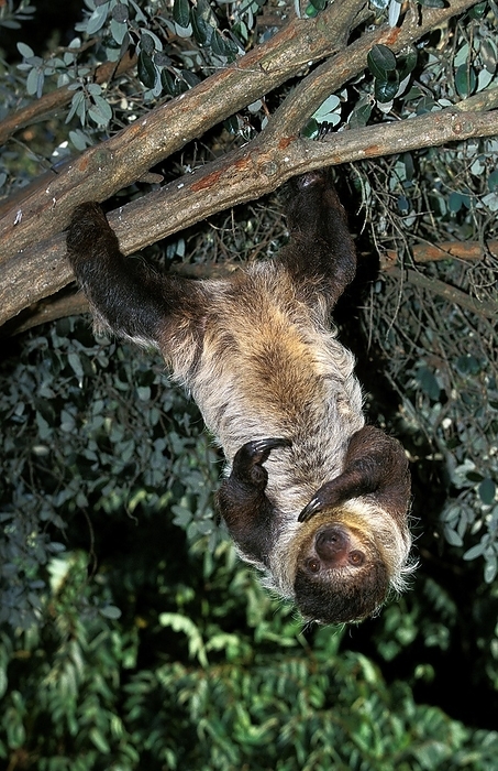 sloth  Sth. Am. tree dwelling mammal  Maned Three Toed Sloth  bradypus torquatus , Adult hanging from Branch, Pantanal in Brazil, by G. Lacz