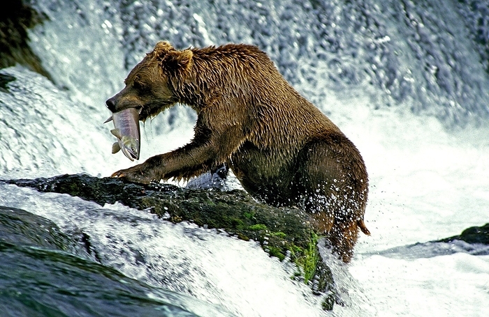 grizzly bear  Ursus arctos horribilis  GRIZZLY BEAR  ursus arctos horribilis , ADULT FISHING SALMON, BROOKS FALLS IN ALASKA, by G. Lacz