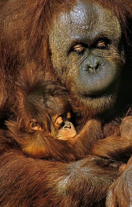 Bornean orangutan  Bornean orangutan  Orang Utan  pongo pygmaeus , Mother with Young, by G. Lacz
