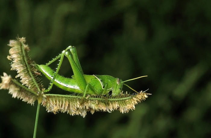 Grasshopper standing on Plant, Kenya, Africa, by G. Lacz