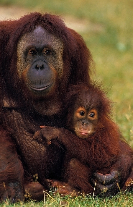 Bornean orangutan  Bornean orangutan  Orang Utan  pongo pygmaeus , Female with Young sitting on Grass, by G. Lacz
