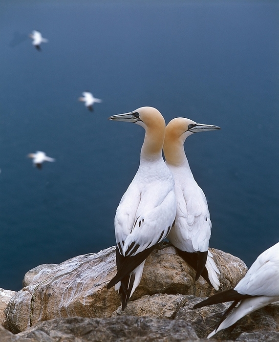 Northern Gannet (sula bassana), Pair standing on Rock, Bass Rock in Scotland, by G. Lacz