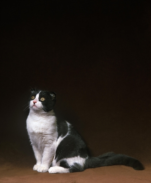 Scottish Fold Domestic Cat sitting, by G. Lacz
