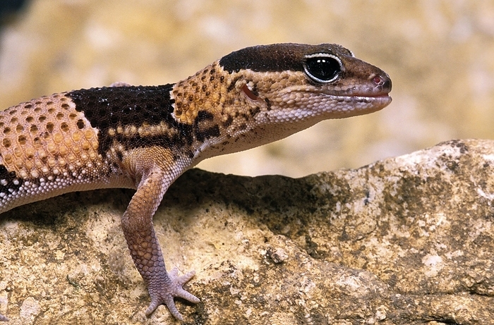 Gecko standing on Stone, by G. Lacz