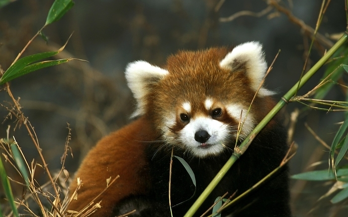 red panda  Ailurus fulgens  Red Panda  ailurus fulgens , Adult, by G. Lacz