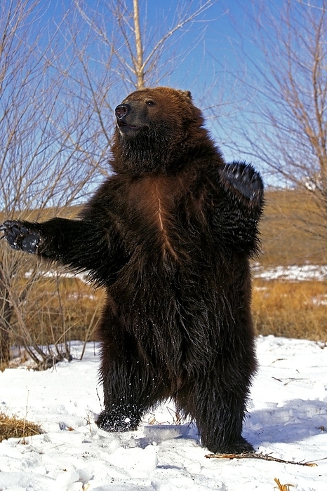 brown bear  Ursus arctos  Kodiak Bear  ursus arctos middendorffi , Adult standing on Hind Legs, Alaska, by G. Lacz