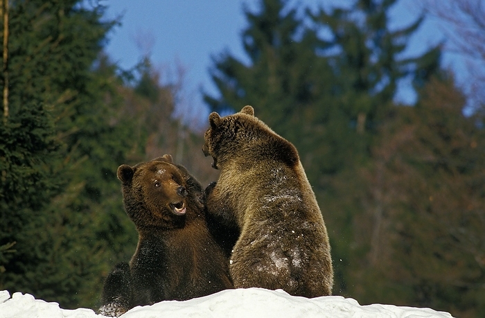 brown bear  Ursus arctos  Brown Bear  ursus arctos , Adults fighting in Snow, by G. Lacz
