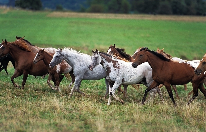 American Saddlebred Horse, Herd in Meadow, by G. Lacz