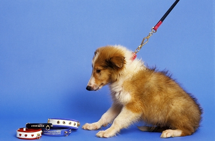 Collie Dog, Pup with Leash and Collar, by G. Lacz
