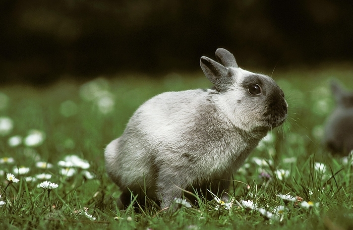 Dwarf Rabbit, Adult standing near Flowers, by G. Lacz