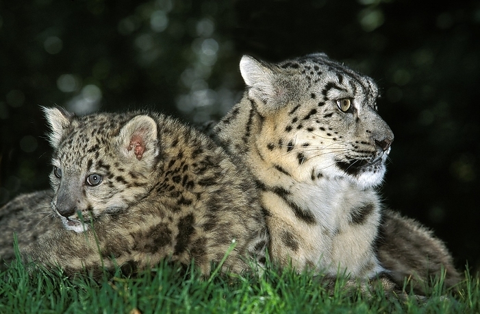 Snow Leopard or Ounce, uncia uncia, Female with Cub Laying on Grass, by G. Lacz