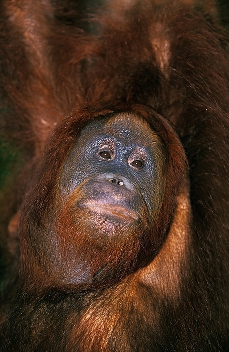 Bornean orangutan  Bornean orangutan  ORANG UTAN, PORTRAIT OF FEMALE, BORNEO  pongo pygmaeus , by G. Lacz